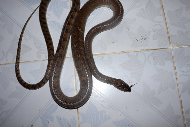istock Indochinese Rat Snake 1337760866