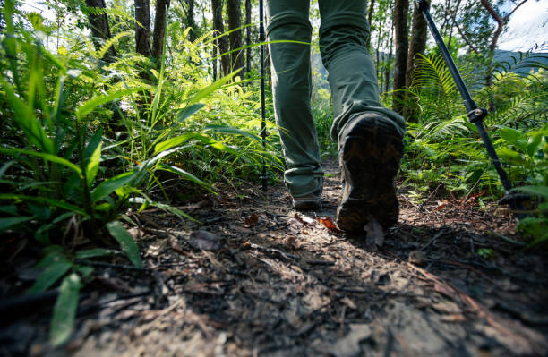 istock Legs hiking in summer forest mountain 1337762620