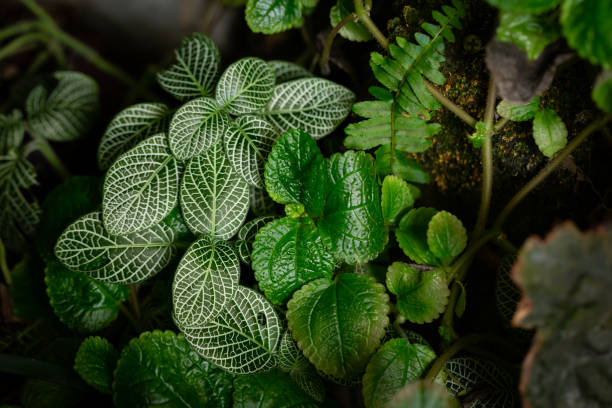 Creeping-Charlie and Mosaic-plant in a shady garden Creeping-Charlie and Mosaic-plant in a shady garden pilea nummulariifolia stock pictures, royalty-free photos & images