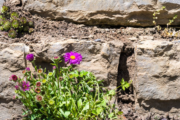 Euasterids II, Astern-like, asterales, Sunflower, asteraceae, Asteroideae,\nAstereae, Asters, Aster, Aperture 13, exposure time 1/350 sec., ISO 200, UV filter, lens hood, macro lens 100 mm, garden wall with asters, natural stone wall with asters,