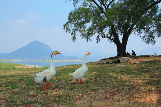 istock A pair of geese walking. 1337766606