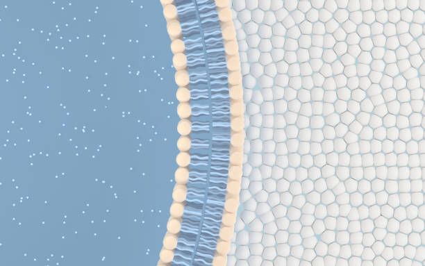 kuvapankkikuvat ja rojaltivapaat kuvat aiheesta solukalvo sinisellä taustalla, 3d-renderöinti. - cytoskeleton