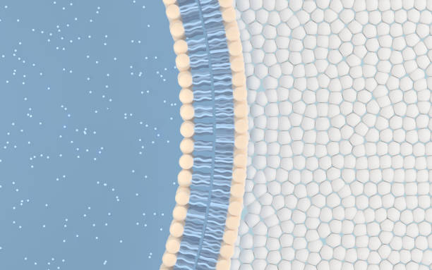 cell membrane with blue background, 3d rendering. - membrana celular imagens e fotografias de stock