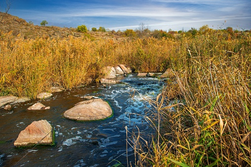 A fast, shallow, clean stream runs among smooth wet large stones surrounded by tall dry lumps that are swaying in the wind in picturesque Ukraine