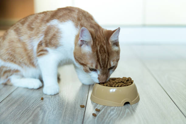 istock A red cat sits on the floor and eats dry food. 1337768317