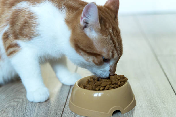 istock A red cat sits on the floor and eats dry food. 1337768343