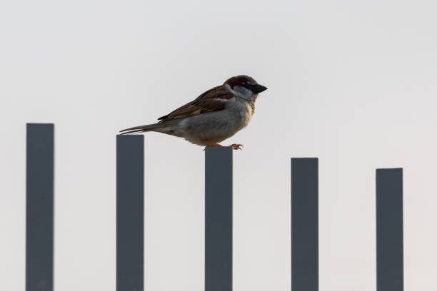 istock Single sparrow on a dark metal fence at morning 1337769110