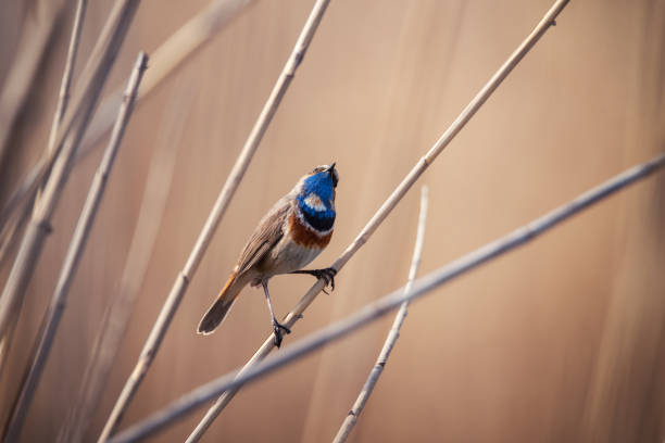 istock Little bluethroat male songbird 1337769175
