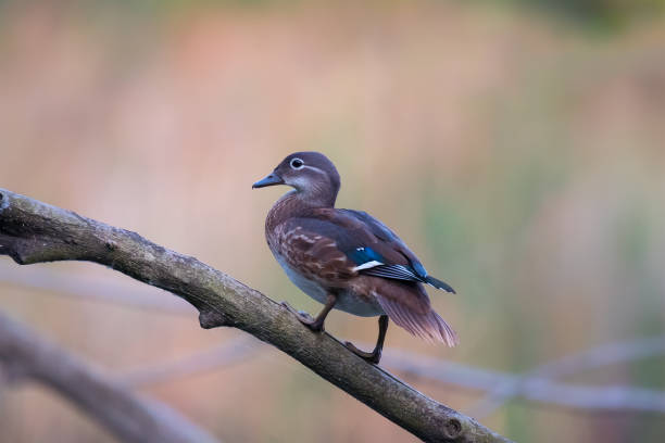 istock Portrait of Mandarin Duck 1337769204