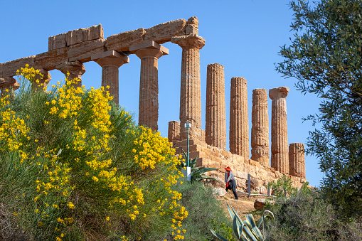 Valle dei Templi, Agrigento. Detail with blooming' forsizia