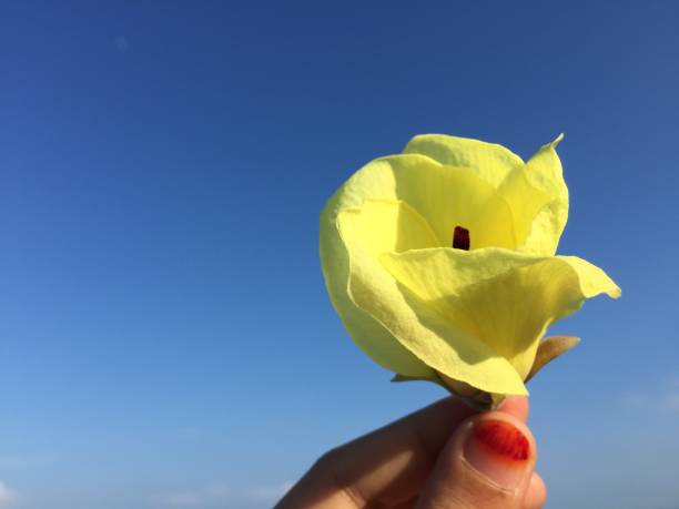 istock a woman's hand is holding a yellow flower 1337769660