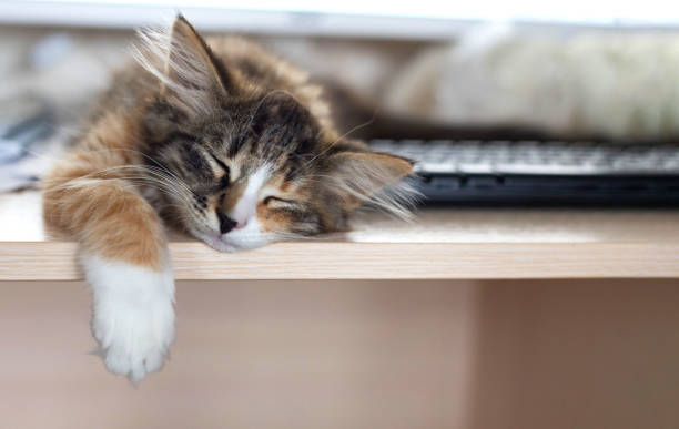 istock A cute little kitten is sleeping on a table near the computer keyboard. He's very nice. He has a funny half-black, half-gray nose. It is tricolor. 1337769672
