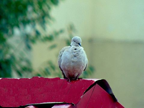 Eurasian collared dove (Streptopelia decaocto) in Romania