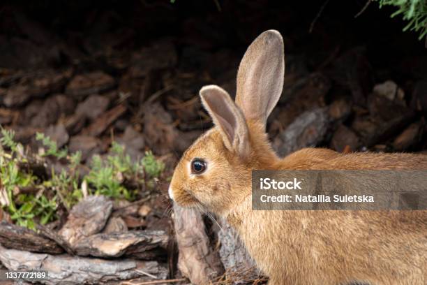Native Na Rabbit Selective Focus Wild Native Young Rabbit Oryctolagus Cuniculus Stock ...