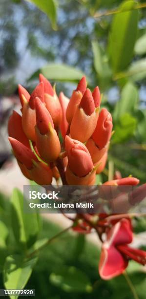 Flower Of Flora Toskana Erythrina Coralloides Coral Tree Stock Photo - Download Image Now