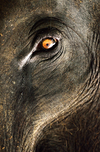 Elephant close up with beautiful orange eye