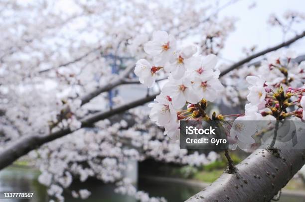 Sakura Stock Photo - Download Image Now - Cherry Blossom, Japan, Ueno Park