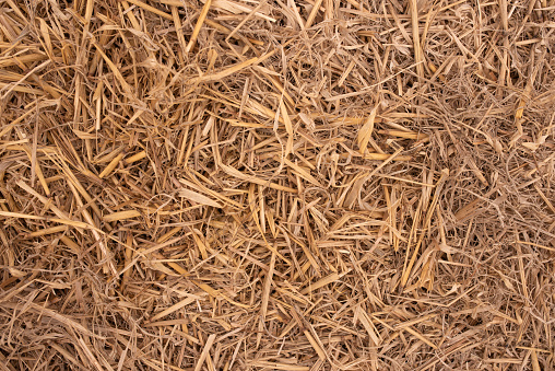 Autumn nature abstract background. Straw.