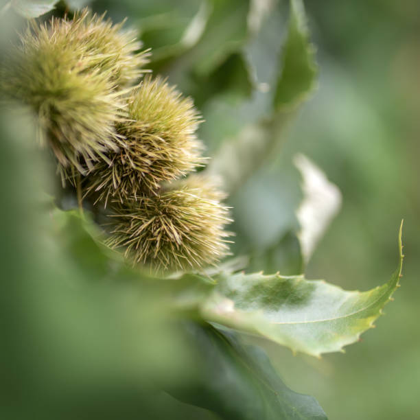 istock Image of chestnuts growing on trees with copy space. 1337780018