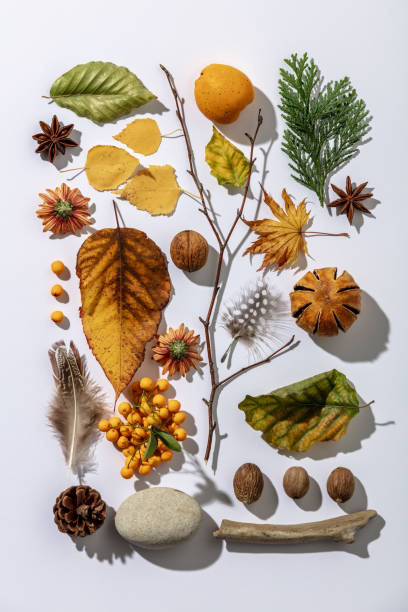 istock Autumn botanical background. Flat lay. Top view. 1337781353