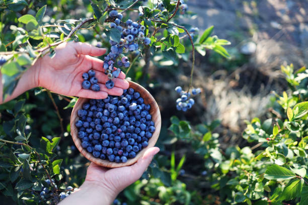 istock Blueberries picking. Female hand gathering blueberries. Harvesting concept. 1337781446