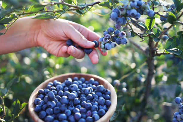 istock Blueberries picking. Female hand gathering blueberries. Harvesting concept. 1337781451