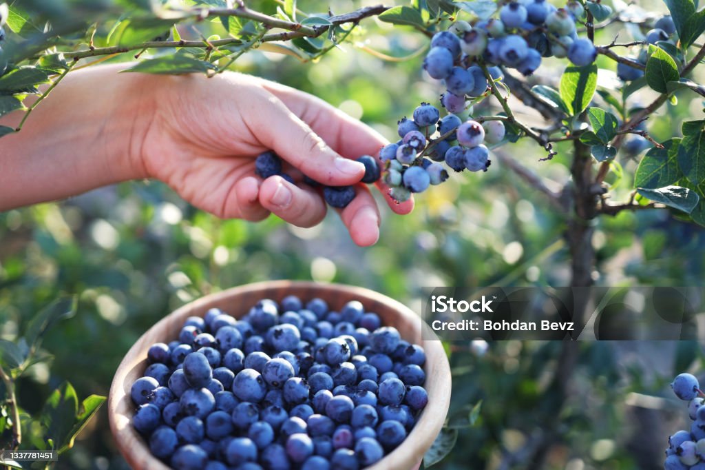 Blueberries picking. Female hand gathering blueberries. Harvesting concept. Blueberry Stock Photo