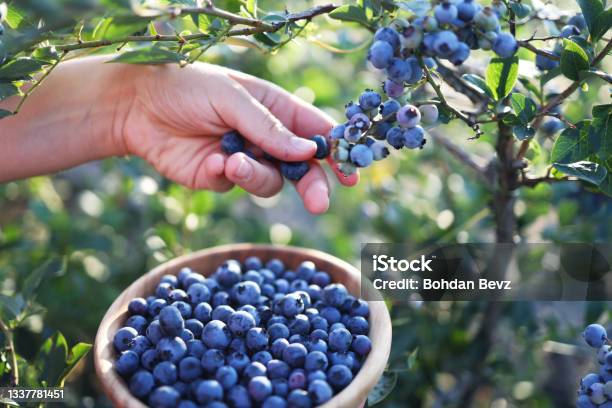 Blueberries Picking Female Hand Gathering Blueberries Harvesting Concept Stock Photo - Download Image Now
