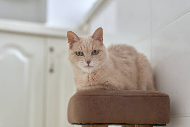 istock Close-Up Of Cat At Home 1337782299