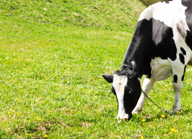 istock Cow grazes on a meadow and eats green spring grass 1337783580