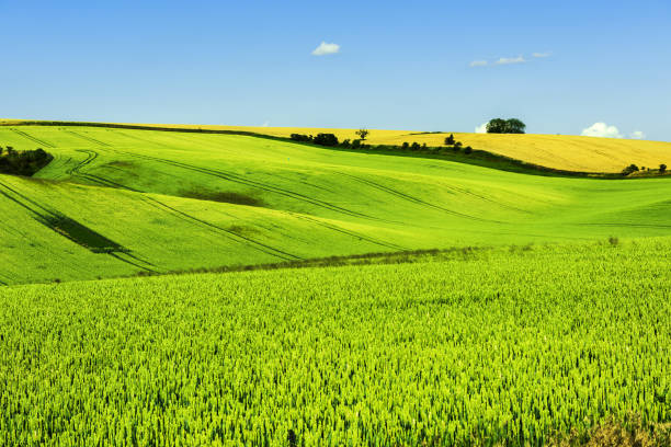 istock Green rolling field hills in Moravia 1337784729