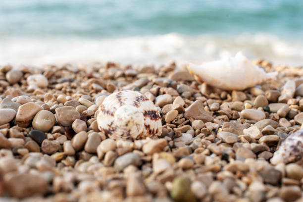 Seashells on the pebble beach. Summer vacation concept. Selective focus.