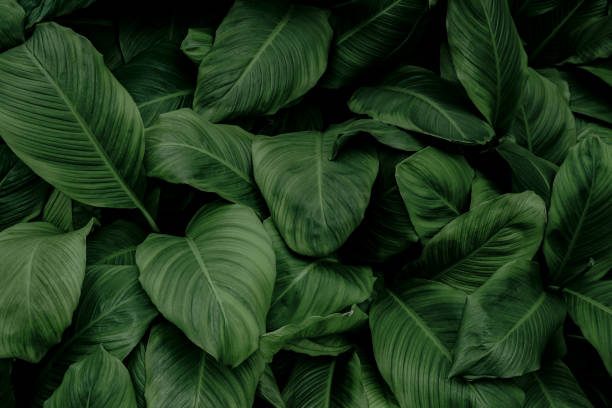 istock tropical leaves, abstract green leaves texture, nature background 1337786254