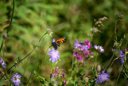 Closeup of colorful butterfly on wild flower in a meadow