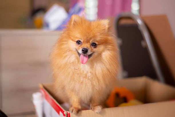 Pomeranian dog, small pet, orange body makes it cute tongue-in-cheek