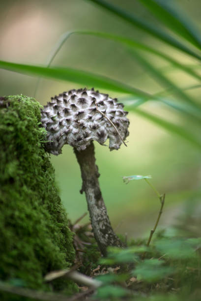 czarne grzyby coprinus w lesie - vertical meadow mushroom vegetable zdjęcia i obrazy z banku zdjęć