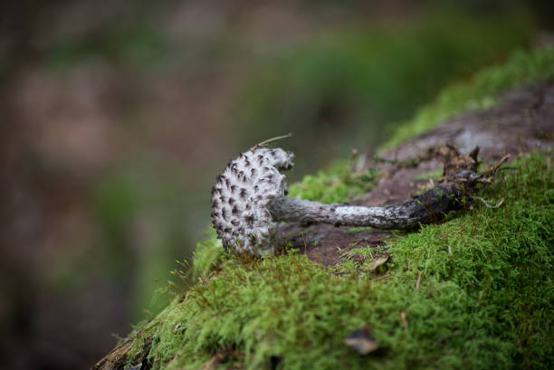 istock black coprinus mushrooms in a forest 1337788012