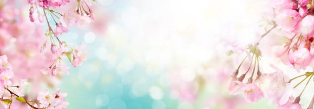 istock Pink cherry tree blossom flowers blooming in springtime 1337788814