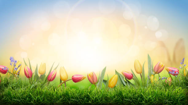 istock A spring background of colourful tulips and green grass 1337788868