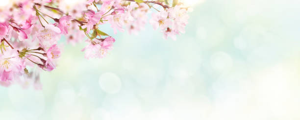 istock Pink cherry tree blossom flowers blooming in springtime 1337789196