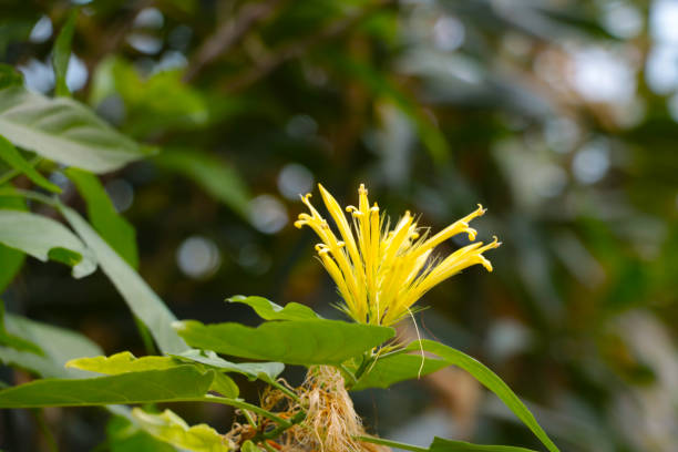 istock The yellow flower blooms in the rainforest. 1337789784