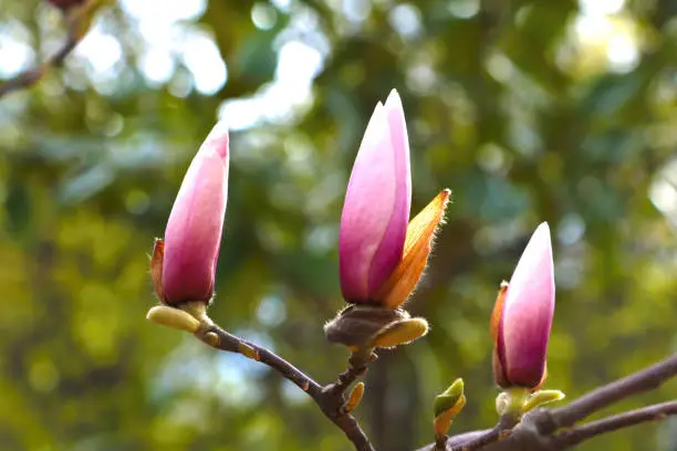 A branch of a flowering magnolia in the park in the spring