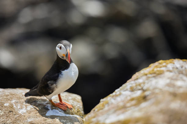 istock puffin standing on a rock cliff . fratercula arctica 1337790682
