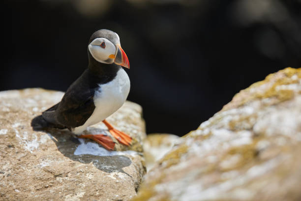 istock puffin standing on a rock cliff . fratercula arctica 1337790691