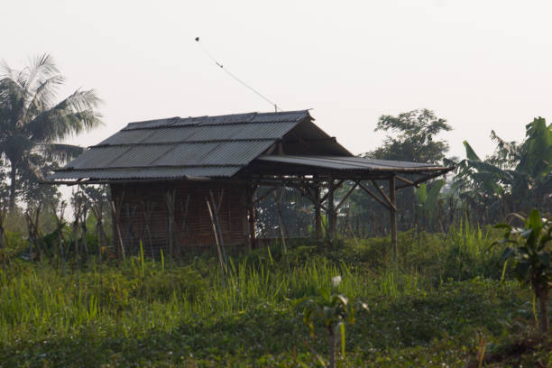 istock in the middle of rice field 1337790694