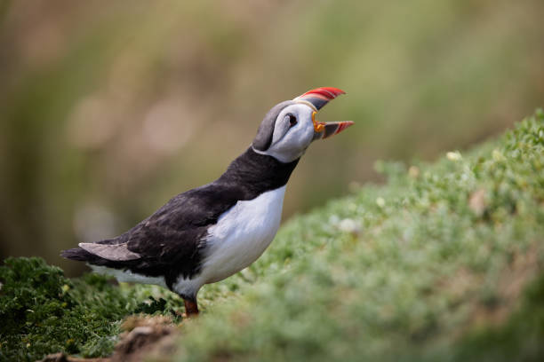 istock puffin standing on a rock cliff . fratercula arctica 1337790830