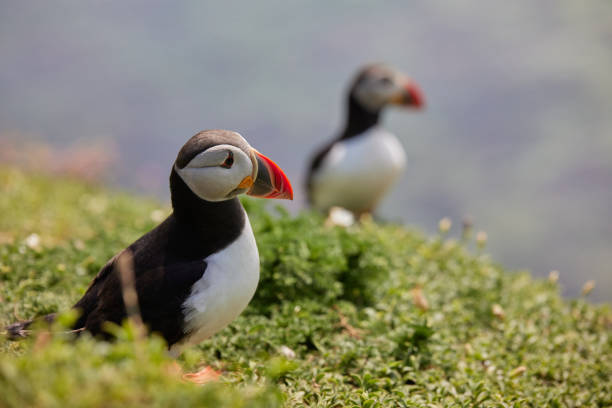 istock puffin standing on a rock cliff . fratercula arctica 1337791090