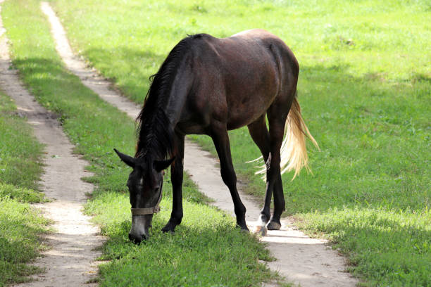 cavallo nero che pascola sul pascolo verde - lost horse valley foto e immagini stock