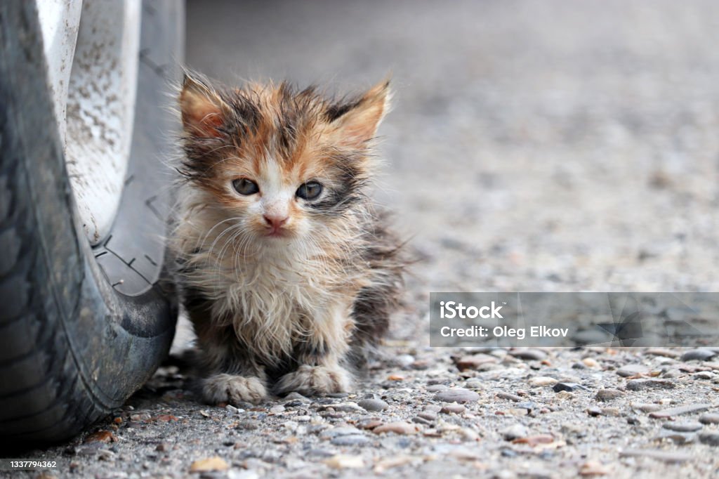 Little kitten sitting on a street near the car wheel Portrait of stray dirty cat outdoors Domestic Cat Stock Photo