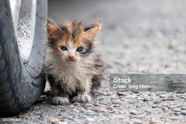 Little Kitten Sitting On A Street Near The Car Wheel Stock Photo - Download Image Now